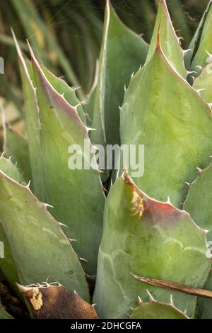 Nahaufnahme der natürlichen Darstellung der Agave Parrasana Pflanze. Strukturen und Muster in der Natur Stockfoto