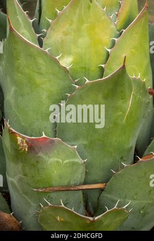 Nahaufnahme der natürlichen Darstellung der Agave Parrasana Pflanze. Strukturen und Muster in der Natur Stockfoto