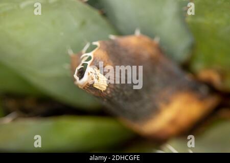 Nahaufnahme der natürlichen Darstellung der Agave Parrasana Pflanze. Strukturen und Muster in der Natur Stockfoto