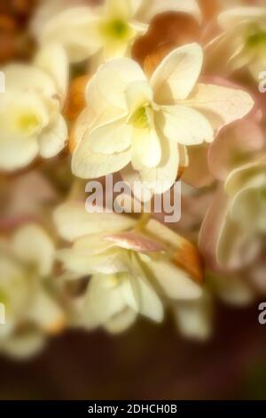 Hortensia quercifolia ‘Snowflake’, Nahaufnahme Blumendarstellung Stockfoto