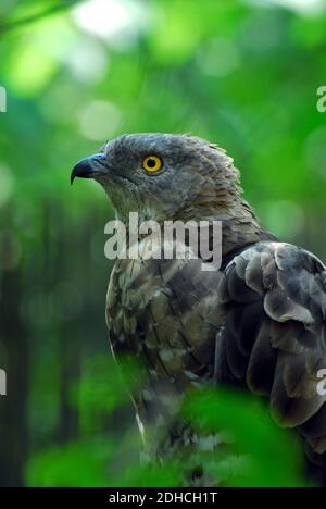 Europäischer Honigbussard, pern oder gemeiner pern, Bondrée apivore, Wespenbussard, Pernis apivorus, darázsölyv, Ungarn, Magyarország, Europa Stockfoto