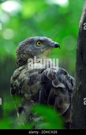 Europäischer Honigbussard, pern oder gemeiner pern, Bondrée apivore, Wespenbussard, Pernis apivorus, darázsölyv, Ungarn, Magyarország, Europa Stockfoto