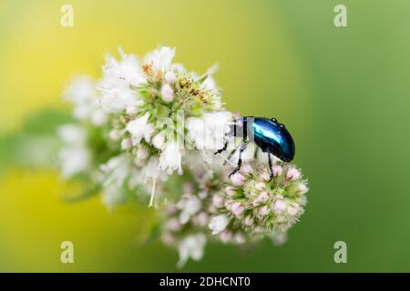 Ein Makro-Foto eines Blauerle-Blattkäfer mit Wassertropfen auf seinem Schild auf Blumen gegen ein Verschwommener grüner Hintergrund mit geringer Schärfentiefe Stockfoto