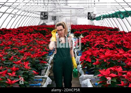 Frau Gärtnerin mit einer Gießkanne in ihrer Hand in Ein Gewächshaus mit roten Weihnachtssterblüten identifiziert sich mit ihren Augen Die Pflanzen, die Düngung o benötigen Stockfoto