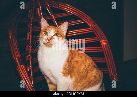 Ginger Katze sitzt auf dem Stuhl Stockfoto