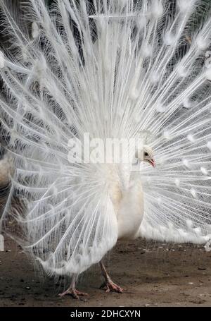 Ein leukistischer indischer Pfau, gemeiner Pfau und blauer Pfau, Blauer Pfau, Pavo cristatus, kék páva, indiai páva Stockfoto