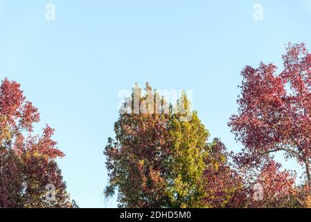 Herbstliche Baumblätter im Balboa Park. San Diego, CA, USA. Stockfoto