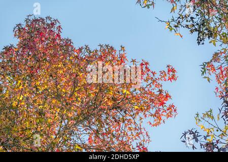 Herbstliche Baumblätter im Balboa Park. San Diego, CA, USA. Stockfoto