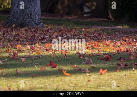 Herbstliche Baumblätter im Balboa Park. San Diego, CA, USA. Stockfoto