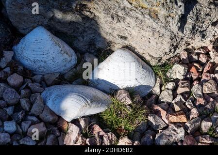Alte pismo Muschelschalen liegen auf Felsen. Stockfoto