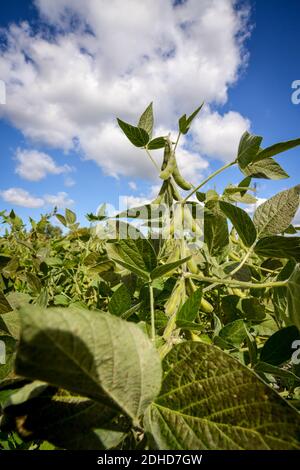 gr-ne-soja-pflanze-auf-dem-feld-im-fr-hling-junge-sojapflanze