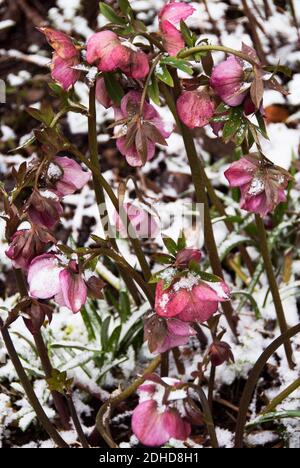 Fastenrosen im Schnee Stockfoto