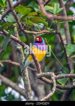 Gouldianfink, Chloebia gouldiae, auch bekannt als die Lady Gouldianfink, Goulds Fink oder der Regenbogenfink, ist ein farbenfroher Singvogel, der nati ist Stockfoto