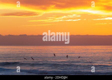 Pelikane fliegen während eines Sonnenuntergangs über den Pazifischen Ozean Stockfoto