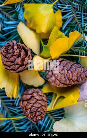 Kegel, Strobilus, ist ein Organ auf Pflanzen in der Abteilung Pinophyta, Nadelbäume Stockfoto