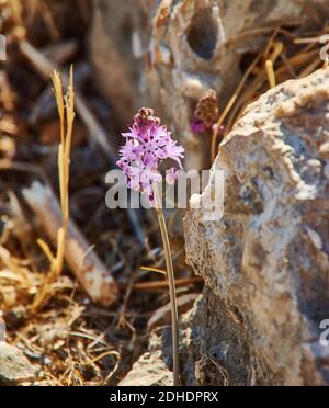 Prospero autumnale Stockfoto