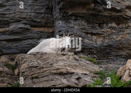 Ruhende Bergglocke blickt von einem Felsbrocken auf die Kamera herunter Barsch in der Nähe von Logan Pass im Glacier National Park Stockfoto