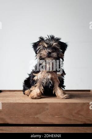 Porträt eines niedlichen Teetasse Morkie Welpen auf Holzkiste sitzen. Stockfoto
