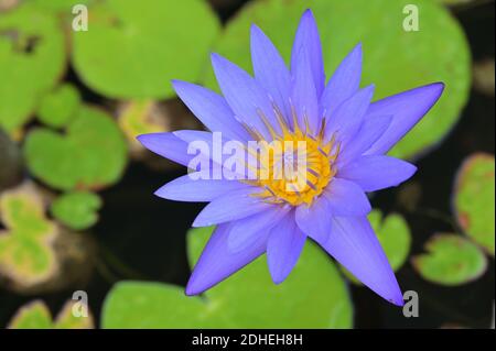 Nahaufnahme der blauen Seerosenblüte, die in einer breiten Region von Afghanistan, dem indischen Subkontinent, bis Taiwan, Südostasien und Australien beheimatet ist Stockfoto