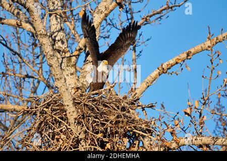 Weißkopfseeadler (Haliaeetus leucocephalus) hebt vom Nest ab, nachdem er Neststock geliefert hat, Calgary, Carburn Park, Alberta, Kanada Stockfoto