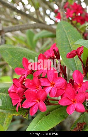 Plumerias sind in Häusern, Gärten, Parks und Freiflächen in Südostasien häufig Zierpflanzen. Zu den hervorstechenden Farben gehören Rot, Rosa und Gelb. Stockfoto