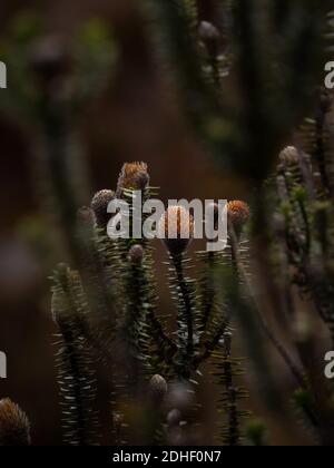 Chuquiraga jussieui blühende Pflanze wächst im El Cajas Nationalpark In der Nähe von Cuenca in den Anden in Ecuador Stockfoto