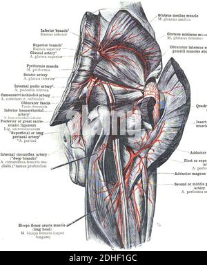 Die Anatomie der Arteria poplitea auf weißem Hintergrund Stockfoto