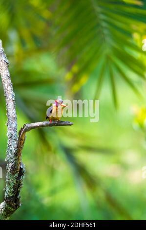 Bird African Pygmy Eisvogel, Äthiopien Afrika Tierwelt Stockfoto