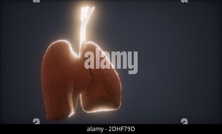 3D-Animation des menschlichen Lungen Stockfoto