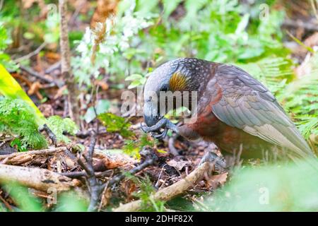 Neuseeländischer Kaka Papagei, der am Boden auf Ulva Island füttert. Stockfoto