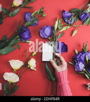 Weibliche Hand in rosa Pullover mit einem weißen Papier Visitenkarte auf rotem Hintergrund Stockfoto