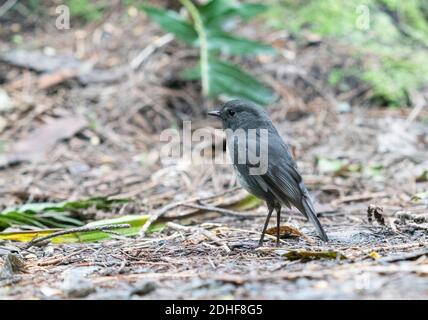 South Island Robin steht auf dem Waldboden auf Ulva Island. Stockfoto