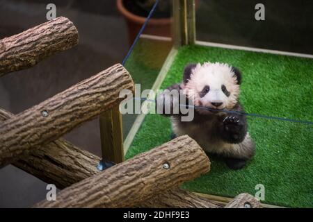 Die französische First Lady Brigitte Macron, Rodolphe Delord, Direktor des Beauval Zoos, der französische Außenminister Jean-Baptiste Lemoyne, Jean-Pierre Raffarin, nahmen an einer Namenszeremonie für das Baby Panda Teil, das am 4. Dezember 2017 im Beauval Zoo, Saint-Aignan-sur-Cher, Frankreich, geboren wurde. Das 4 Monate alte Junge wird Yuan Meng genannt, was "die Verwirklichung eines Wunsches" oder "Erfüllung eines Traums" bedeutet. Foto von Eliot Blondt/ABACAPRESS.COM Stockfoto