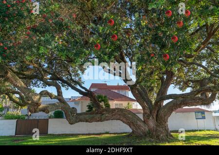 Schöner großer pohutukawa Baum in Blüte mit seinem charakteristischen Rot Blumen in der Küstenvorstadtstraße Stockfoto