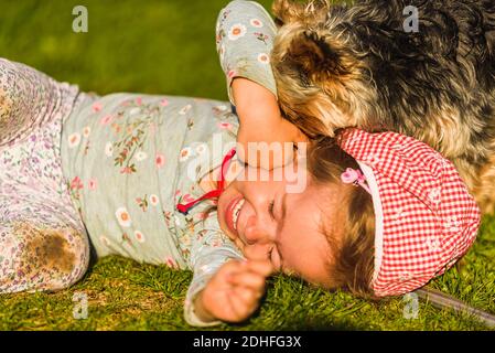 Kind mit einem yorkshire Hund auf grünem Gras im Hinterhof Spaß haben. Stockfoto