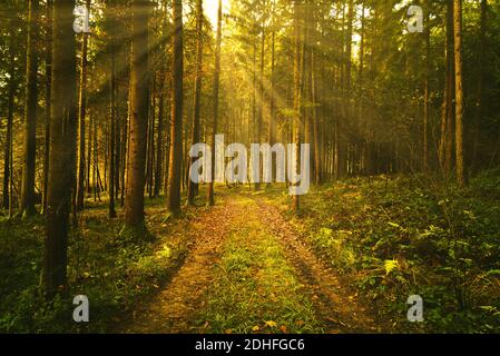 Schöner grüner Wald mit Sonnenstrahlen, die durch Bäume kommen Stockfoto