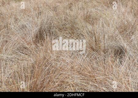 Blick auf Neuseeland Hair Sedge (Carex buchananii) Stockfoto