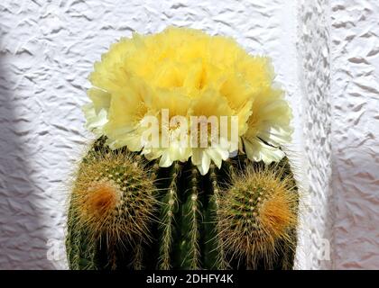 Ein Faßkaktus (Echinocactus) in Blüte. Dieser hat Blumen und zwei Protuberanzen, die als Welpen bezeichnet werden. Aus dem Südwesten von Amerika und lebt 50 Jahre+. Stockfoto