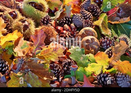 Herbstfarbe in den Wäldern. Eine Sammlung von Früchten und Blättern von den Bäumen. Nahrung und Deckung für die Kreaturen des Waldes. Stockfoto