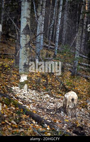 Ein Stand von Bäumen, die gekaut und geschnitten wurden Von einem Biber, der in der Gegend auf dem Land lebt Alberta Kanada Stockfoto