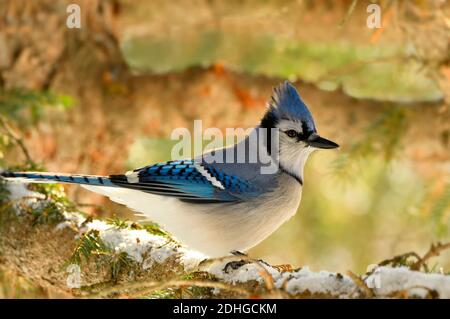 Eine Seitenansicht eines östlichen Blauen Jays, "Cyanocitta cristata", thront auf einem verschneiten Fichtenzweig im ländlichen Alberta Kanada Stockfoto