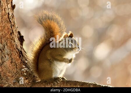 Ein rotes Eichhörnchen 'Tamiasciurus hudsonicus', auf einem Fichtenzweig sitzend, den warmen Sonnenuntergang genießend, mit seinen Vorderpfoten über seiner Brust gekreuzt im ländlichen Raum Stockfoto