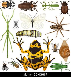 Set von verschiedenen Insekten auf weißem Hintergrund Illustration Stock Vektor