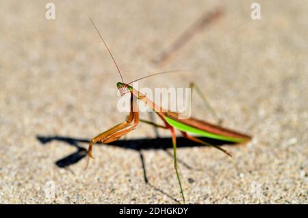 Bartlett, Illinois, USA. Eine chinesische Mantis (Tenodera sinensis) ist eine in Asien heimische Mantis-Art, die versehentlich in die USA eingeführt wurde. Stockfoto