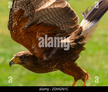 Schöner harris Hawk, der zum Fliegen abfliegt. Nahaufnahme dieses orangefarbenen und braunen Vogels mit ausgestreckten Flügeln. Grünes Gras ist im Hintergrund Stockfoto