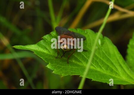 Schwebfliege Rest auf grünem Blatt Stockfoto