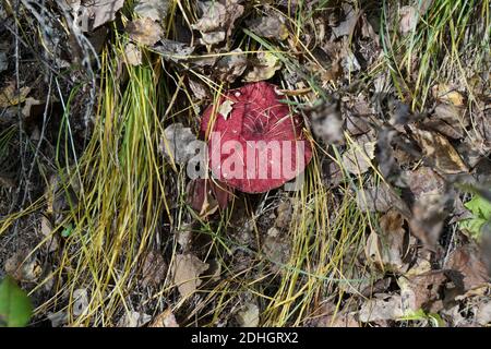 Der essbare Rohrpilz mossiness Pilz (lateinisch Xerocomus) wächst im Herbst Gras unter gefallenen Blättern. Stockfoto