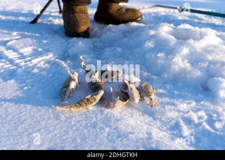 Barsch, gerade aus dem Loch gefangen, liegen im Schnee vor dem Hintergrund der Fischerstiefel während der Winterfischen. Stockfoto
