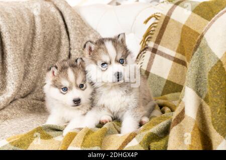 Sehr kleine Husky Welpen. Mit schwarzer Nase und blauen Augen. Sie sitzen auf einer hellgrünen Strukturdecke. Auf dem großen Stuhl. Copyspace Stockfoto