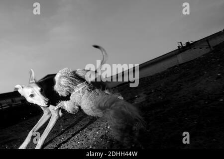 Zwei Hunde spielen am Strand Stockfoto